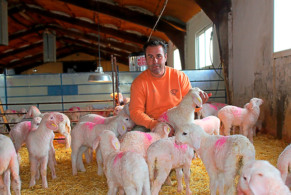 El ovino combate los patógenos