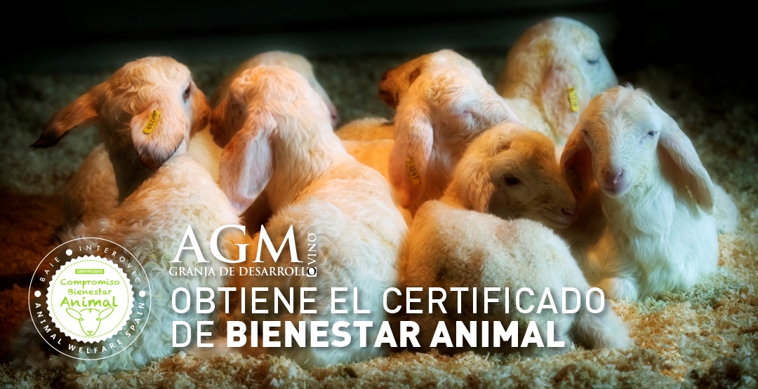 Granja de Desarrollo Ovino AGM obtiene el Certificado de Bienestar Animal