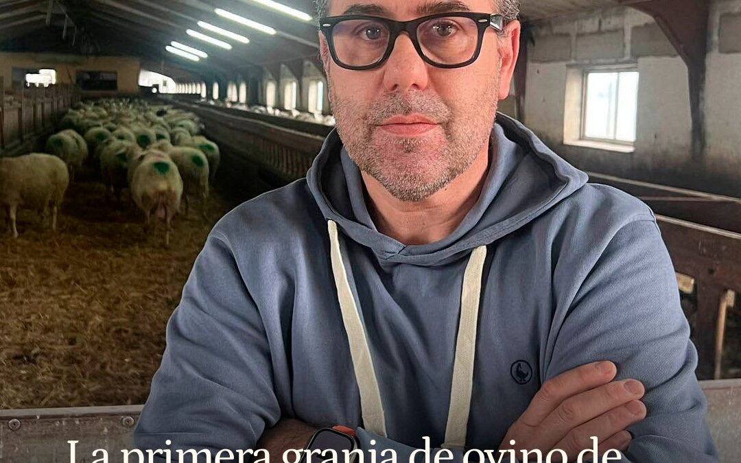 La primera granja de ovino de España sin antibióticos está en Valladolid: “Mis animales toman vinagre como Alcaraz”